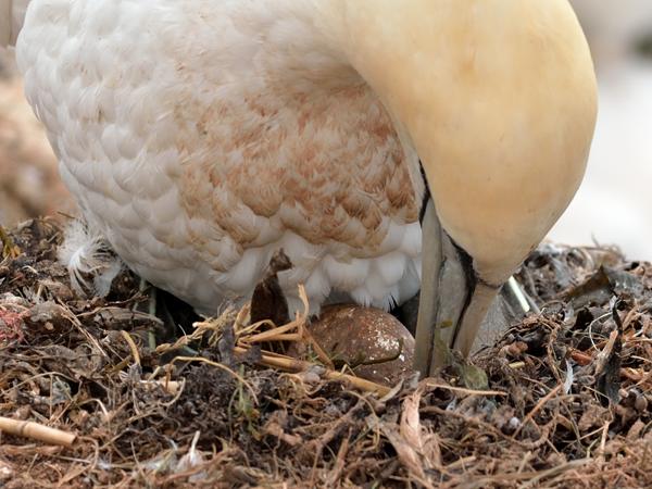 <h3><a href="/trips/helgoland/biota/animalia/chordata/aves/016 suliformes/002 sulidae/morus bassanus/morus bassanus-nl.html">Morus&nbsp;bassanus</a> / Northern&nbsp;gannet / Jan‑van‑gent</h3><p>Even het ei goedleggen.</p>NIKON D7100 met AF-S Nikkor 300mm f/2.8G IF-ED VR II, 1/800 sec  bij F5.6, ISO 320, afstand 7.08&nbsp;m